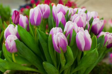 Bouquet of beautiful blooming purple and white flowers - holland tulips. Close up.  Selective focus. Spring greeting card or wallpaper.