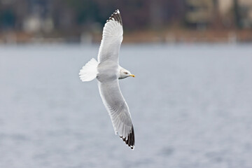 A European herring gull (Larus argentatus) in flight at a lake in the city of Berlin