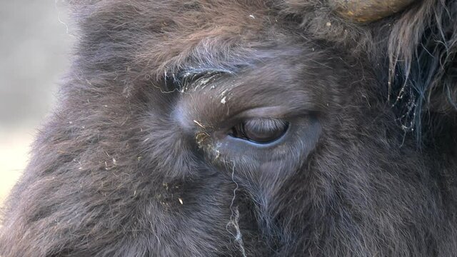 A close-up of a bison's eye in its natural habitat. A scene recorded with a telephoto lens.