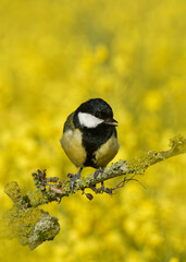 great tit perched on a branch in front of a rape seed field