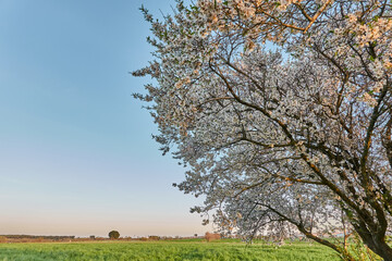 Comienzan a florecer los almendros y cerezos al acercarse la primavera en Madrid