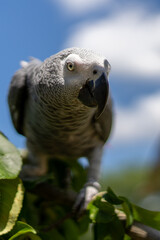 Grey parrot (Psittacus erithacus) Congo African grey parrot