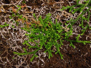 Dziwne zielone rośliny na Maderze