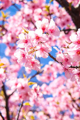 サクラ 桜 満開 春 鮮やか 美しい 花見 花びら ピンク きれい 優美 入学 卒業