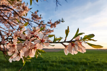 Comienzan a florecer los almendros y cerezos al acercarse la primavera en Madrid