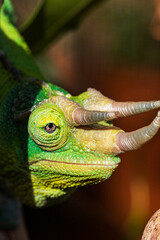 Close up Portrait Detail of a Male Jackson’s Chameleon (Trioceros jacksonii) Portrait Showing it’s Horns and Skin Texture.