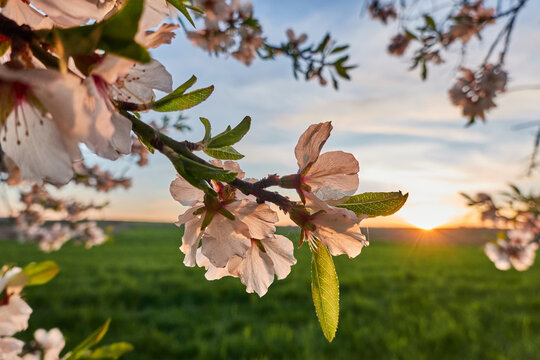 Comienzan a florecer los almendros y cerezos al acercarse la primavera en Madrid