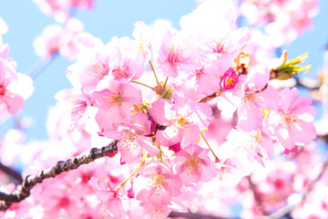 さくら 桜 サクラ 美しい 満開 花見 ピンク きれい 優美 可憐 入学 卒業 新生活