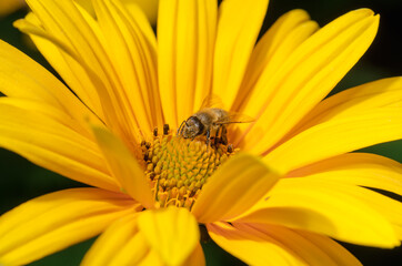 Bee pollinates yellow flower.