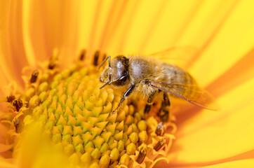 Bee pollinates a beautiful yellow flower.
