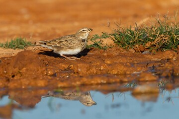 Calandra lark (Melanocorypha calandra), steppe bird by the pond with arid land