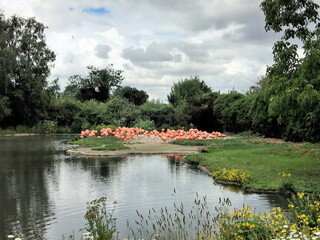 A view of some Flamingos