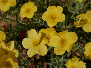 Large yellow flowers on a meadow on a sunny spring day. Fragrant flower with five petals in natural conditions