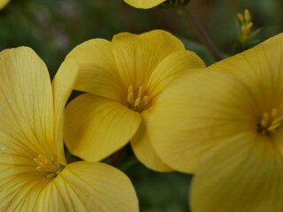Large yellow flowers on a meadow on a sunny spring day. Fragrant flower with five petals in natural conditions