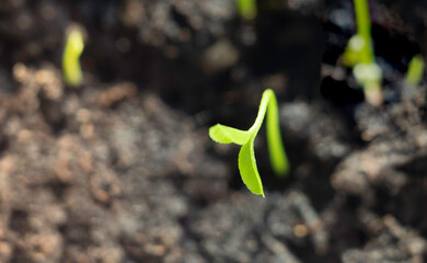 Green sprout growing from seed. Spring symbol,