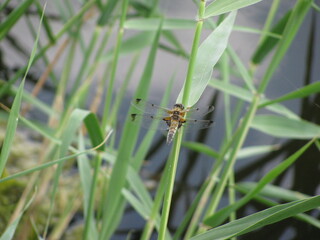 Dragonfly on green reed leaves
