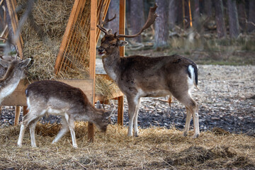 Dammwild im Freigehege