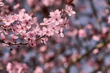 Blossoming cherry plum pink flowers