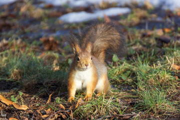 Squirrel (Sciurus vulgaris) on a spring day in the park on Elagin Island in St. Petersburg.