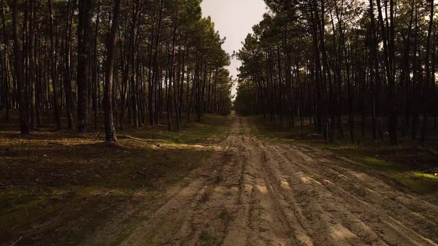 4K drone view of a dirty road in the middle of a pine tree forest. Drone flying backwards, 60fps.