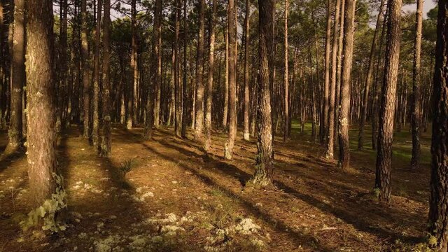 4K Pine forest, drone view of the trunks of pine trees with drone moving from left to the right. 60fps. 