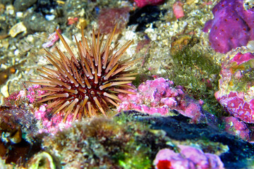 Naklejka na ściany i meble Sea Urchin, Paracentrotus lividus, Cabo Cope-Puntas del Calnegre Natural Park, Mediterranean Sea, Murcia, Spain, Europe
