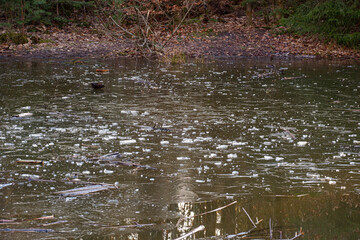 Spiegelung der Bäume in einem kleinen Teich im Wald