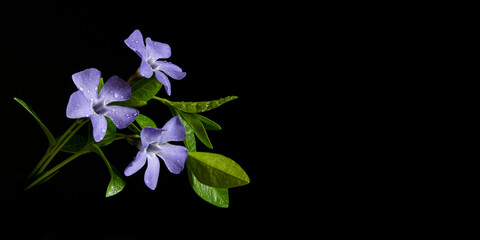 Periwinkle Flowers Blooming with Dew Droplets  Against Black Background