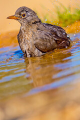 Blackbird, Turdus merula, Forest Pond, Mediterranean Forest, Castile and Leon, Spain, Europe
