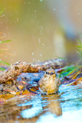 Pied Flycatcher, Ficedula hypoleuca, Forest Pond, Mediterranean Forest, Castile and Leon, Spain, Europe