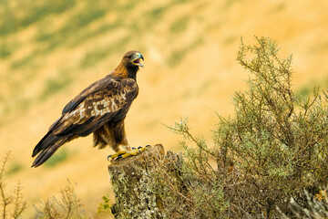 Golden Eagle, Aquila chrysaetos, Mediterranean Forest, Castile and Leon, Spain, Europe