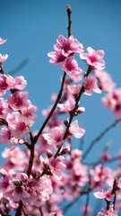 Flores rosas en rama de cerezo y cielo azul