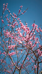 Flores rosas en rama de cerezo y cielo azul