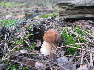 mushroom in the forest