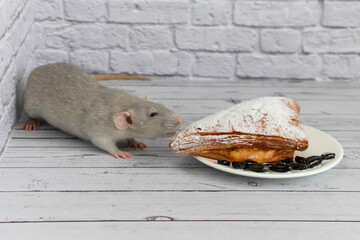 A cute gray decorative rat takes a bite of baked goods or pie. Rodent eats close-up.