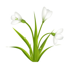 3 Snowdrops With Leaf, Isolated On White Background, Vector Illustration
