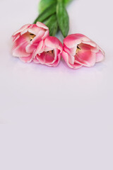 Obraz na płótnie Canvas tulipany 