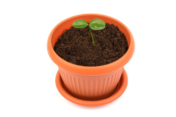 Young plant in small flowerpot. Growing seedlings.Gardening and ecology concept.