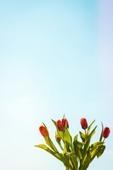 Bunch of tulips with blue sky background, colorful spring flowers on blurred background with free copy space, springtime concept