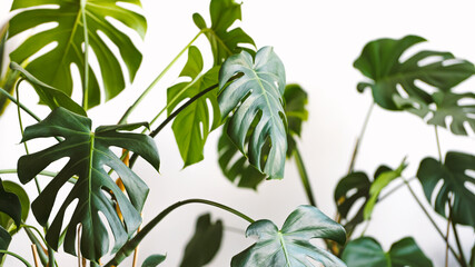 Monstera deliciosa or Swiss cheese plant on a white background. Stylish and minimalistic urban jungle interior