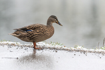 Stockente spaziert auf regennassem Asphalt