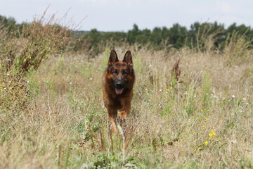 Berger Allemand en pleine course dans une prairie