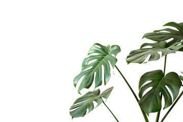 Monstera deliciosa or Swiss cheese plant on a white background. Stylish and minimalistic urban jungle interior. Empty white wall and copy space