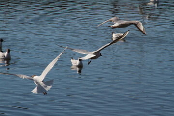 möwe