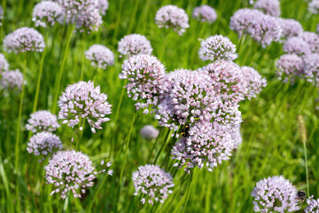 Flower Onion decorative round close-up and butterfly