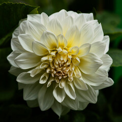White Dahlia Flower Closeup in the Garden