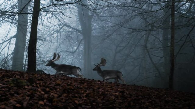 Stags Running Through Misty Forest At Dawn