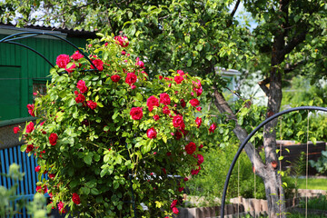 A blooming rose bush growing in the garden