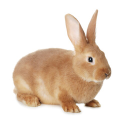 Cute bunny isolated on white. Easter symbol