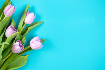 Tulips on a blue background. Festive floral concept with clean text space. Flat lay. View from above.